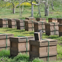 新海養蜂場 蜂蜜
