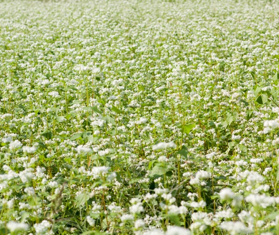 そばの花