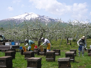 国産はちみつ 養蜂